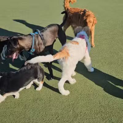 Central Park Dog Park - Fremont, CA