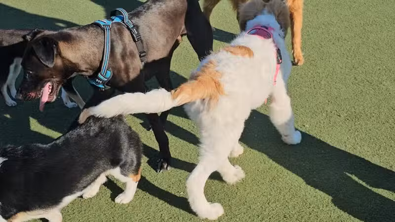 Central Park Dog Park - Fremont, CA