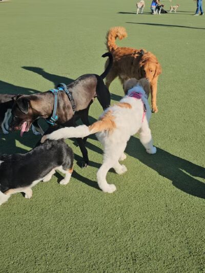 Central Park Dog Park - Fremont, CA