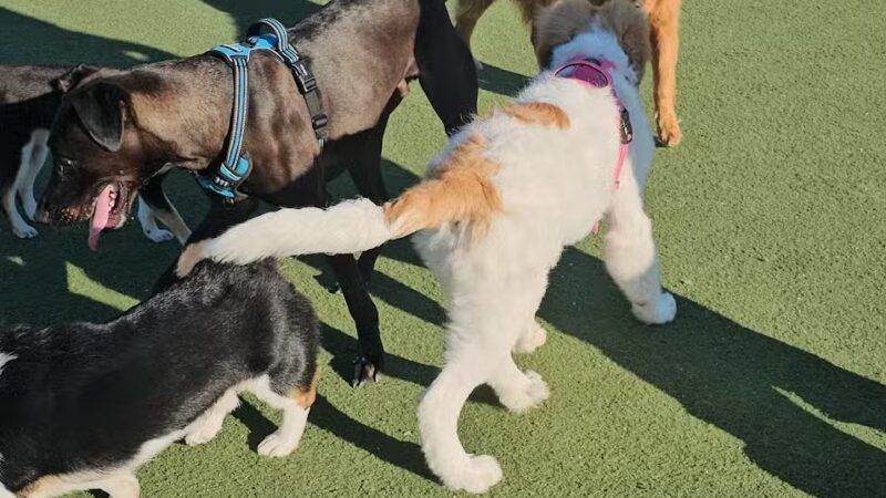 Central Park Dog Park - Fremont, CA