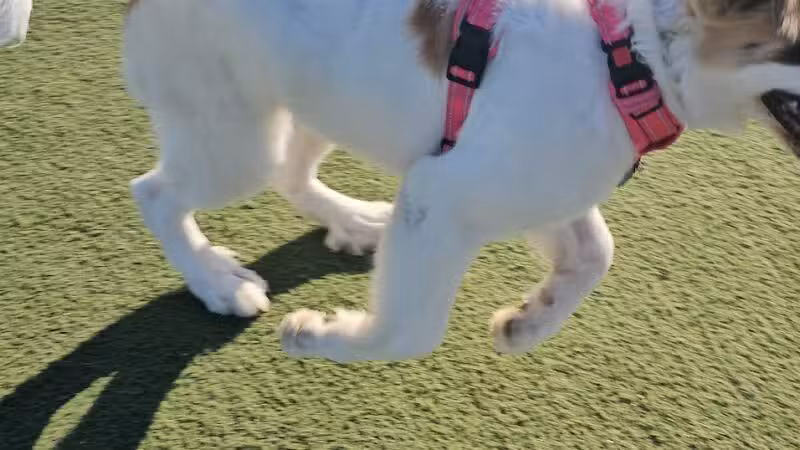 Central Park Dog Park - Fremont, CA