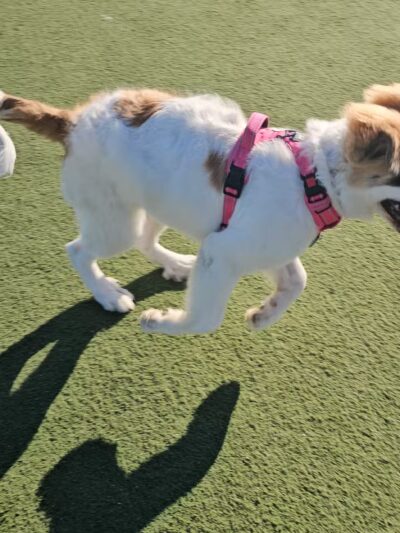 Central Park Dog Park - Fremont, CA