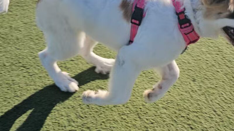 Central Park Dog Park - Fremont, CA