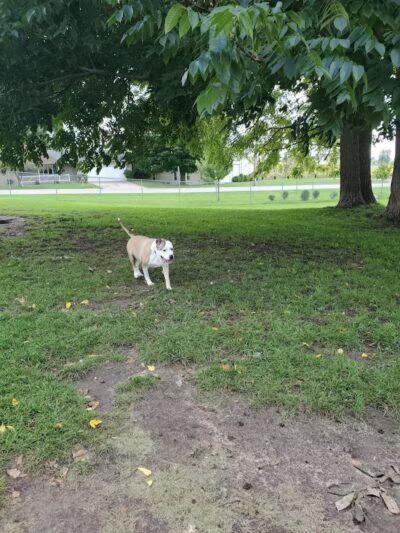 Fremont Dog Park - Fremont, MI