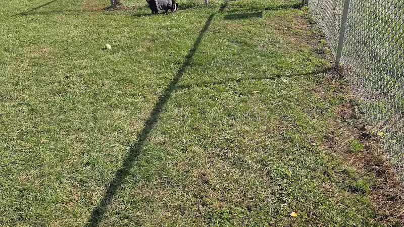 Fremont Dog Park - Fremont, MI