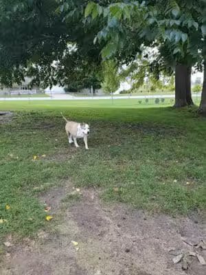 Fremont Dog Park - Fremont, MI