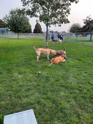Dog Park - Fremont, NE
