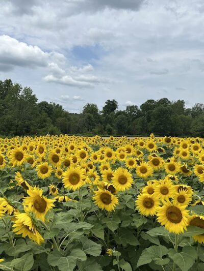 Patoka Lake Swimming Beach - French Lick, IN