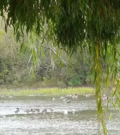 Waterloo Park - Frenchtown Township,