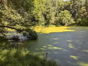 Friendship Pond Park - Friendship, MD