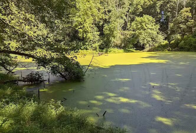 Friendship Pond Park - Friendship, MD