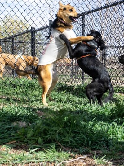Fruita Bark Park - Fruita, CO