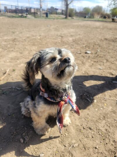 Fruita Bark Park - Fruita, CO