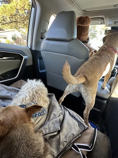 Fruita Bark Park - Fruita, CO