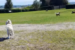 Atlas Canine Recreation Park (Dog Park) - Fruitland Park, FL