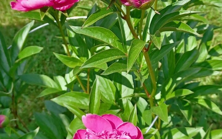 Fulks Run - Fulks Run, VA