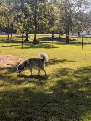 Black Creek Dog Park - Fultondale, AL