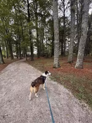 Bark Park - Gadsden, AL