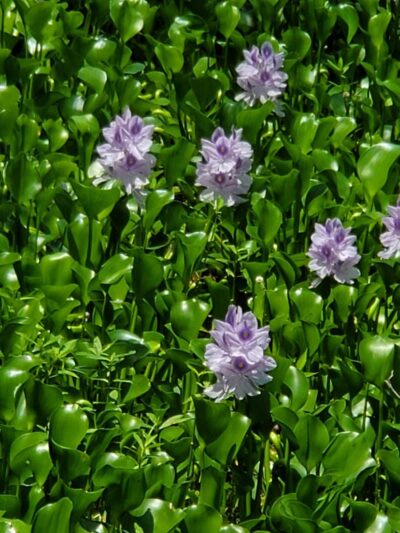 James D. Martin Wildlife Park - Gadsden, AL