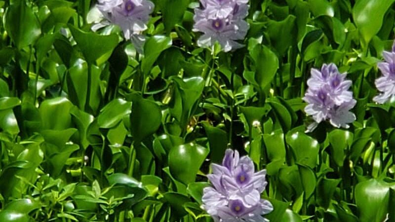 James D. Martin Wildlife Park - Gadsden, AL