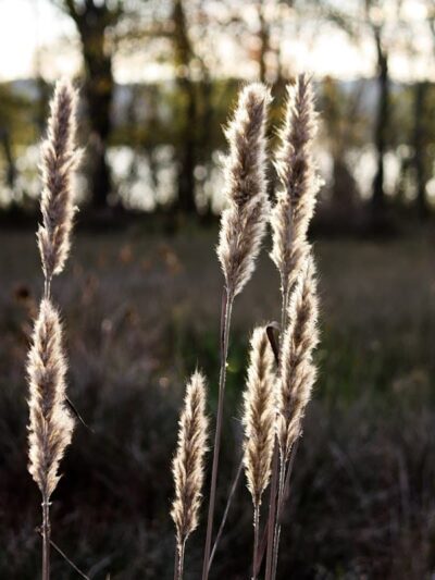 James D. Martin Wildlife Park - Gadsden, AL