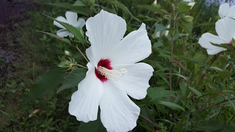 The James D. Martin Wildlife Park - Gadsden, AL