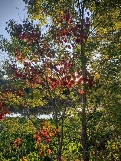 The James D. Martin Wildlife Park - Gadsden, AL