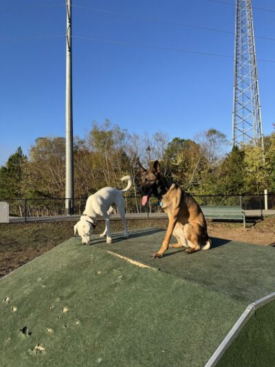 Midland Dog Park - Gainesville, GA