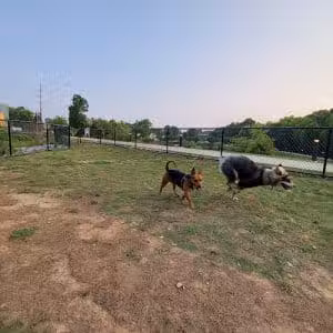 Midland Dog Park - Gainesville, GA