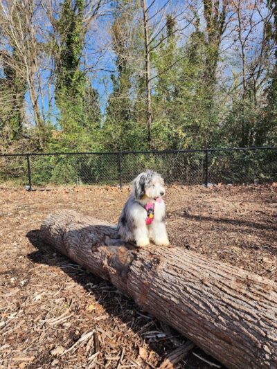 Midland Dog Park - Gainesville, GA