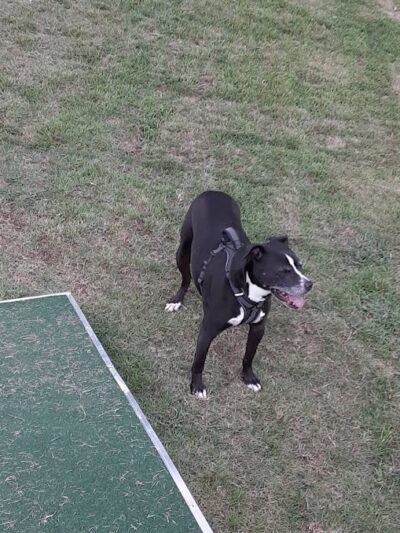 Midland Dog Park - Gainesville, GA