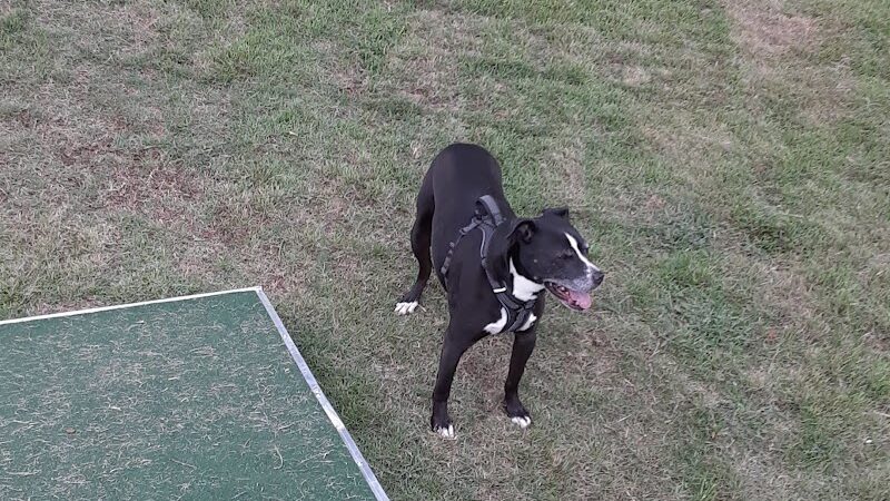 Midland Dog Park - Gainesville, GA