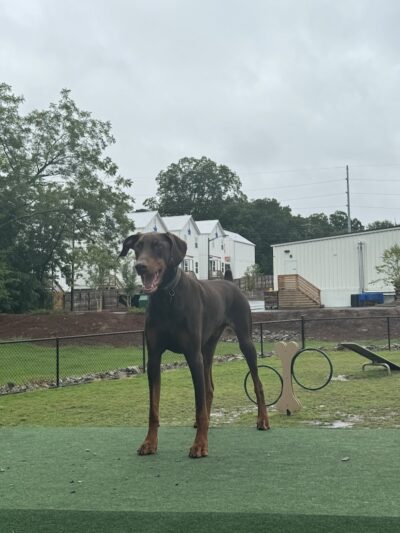 Midland Dog Park - Gainesville, GA