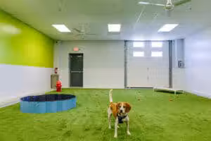 Dogtopia of Gainesville - Gainesville, VA