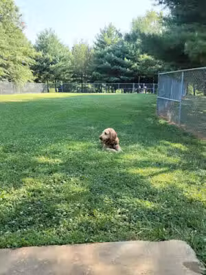 Dog Exercise Area at Green Park - Gaithersburg, MD