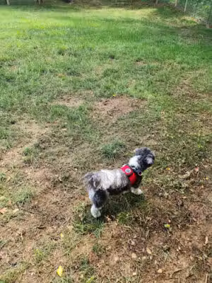 Galena Dog Park - Galena, IL