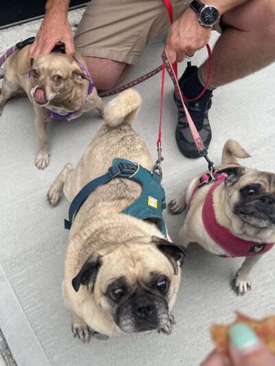 Barkin’ Barley - Gales Ferry, CT