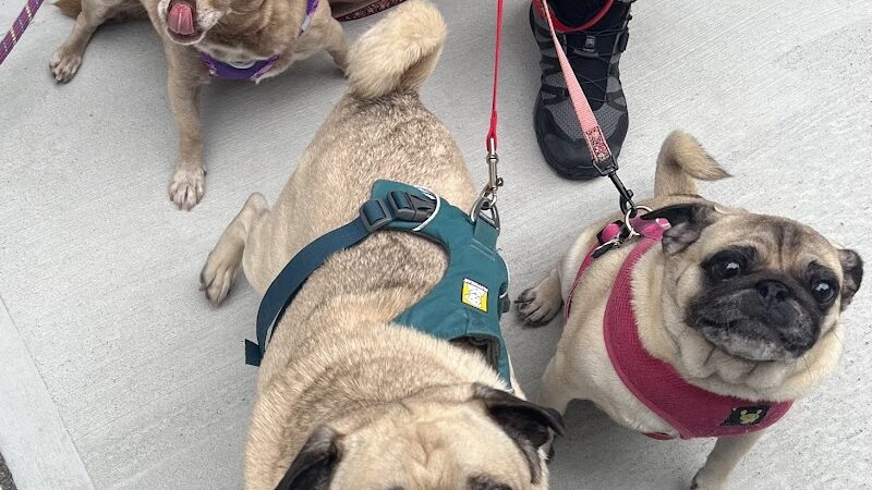 Barkin’ Barley - Gales Ferry, CT