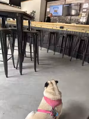 Barkin’ Barley - Gales Ferry, CT