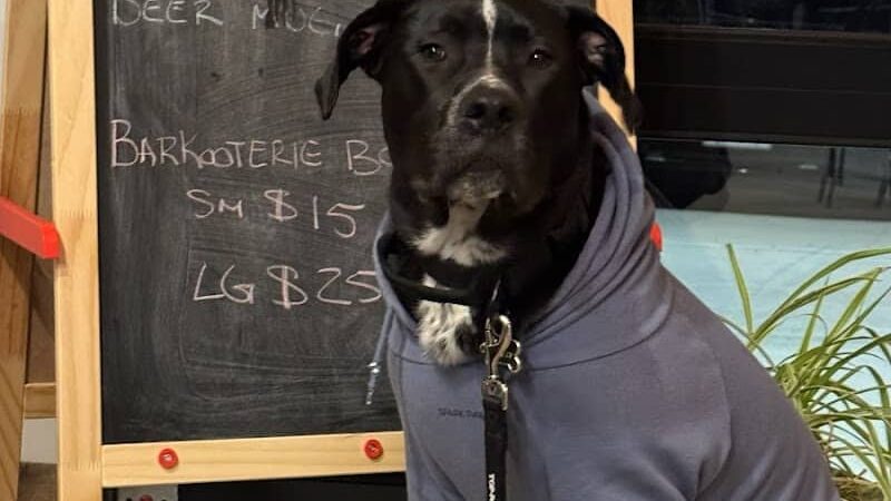 Barkin’ Barley - Gales Ferry, CT