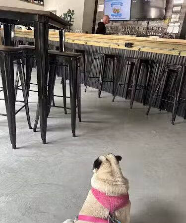 Barkin’ Barley - Gales Ferry, CT