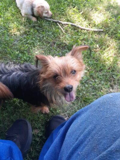 Pfizer Park - Gales Ferry, CT