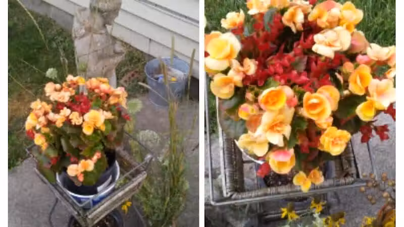 Fleetwood Park - Galesburg,