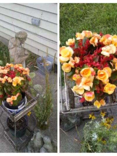 Fleetwood Park - Galesburg,