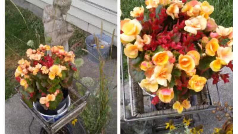 Fleetwood Park - Galesburg,