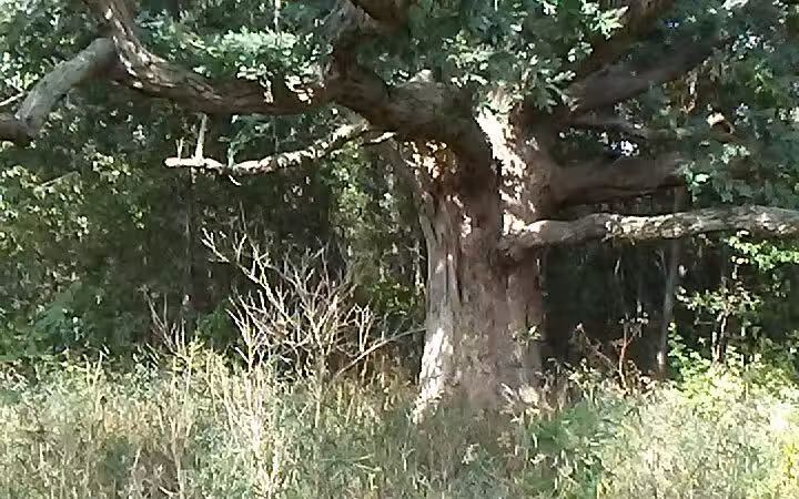 Fleetwood Park - Galesburg,