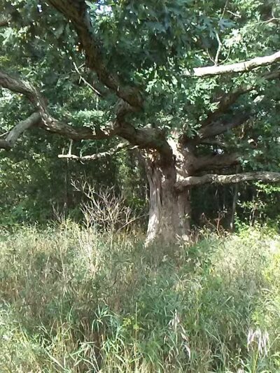 Fleetwood Park - Galesburg,