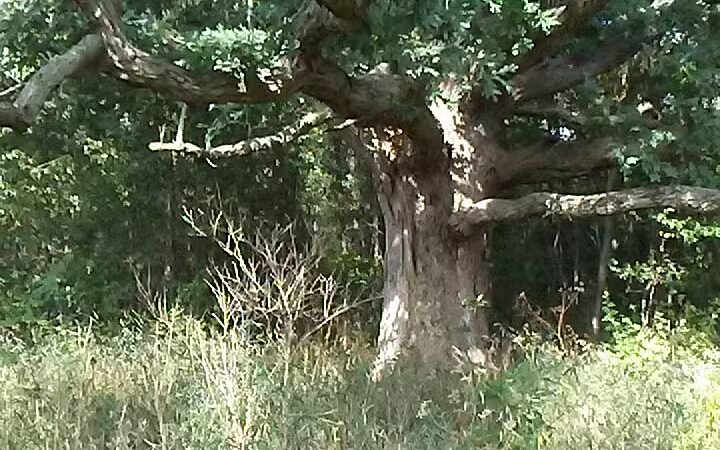 Fleetwood Park - Galesburg,