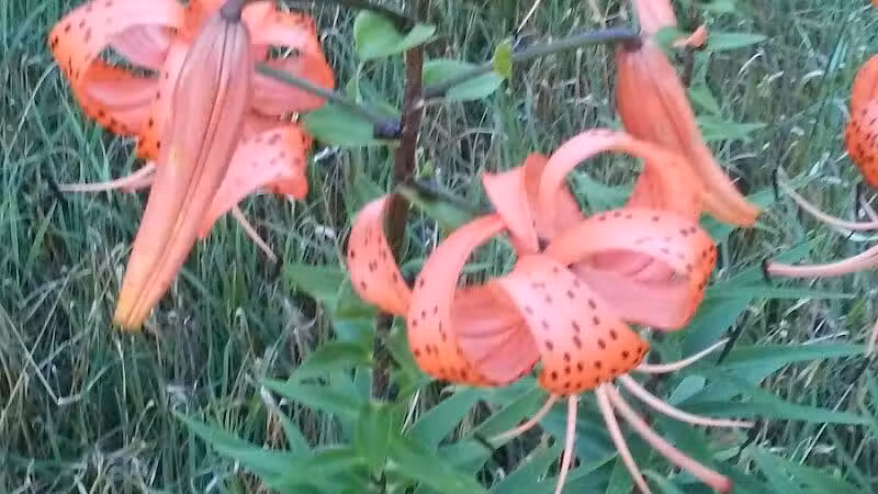 Fleetwood Park - Galesburg,