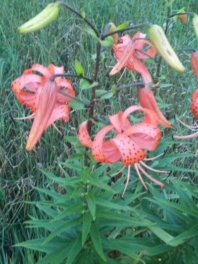 Fleetwood Park - Galesburg,